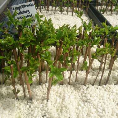 Lagerstroemia