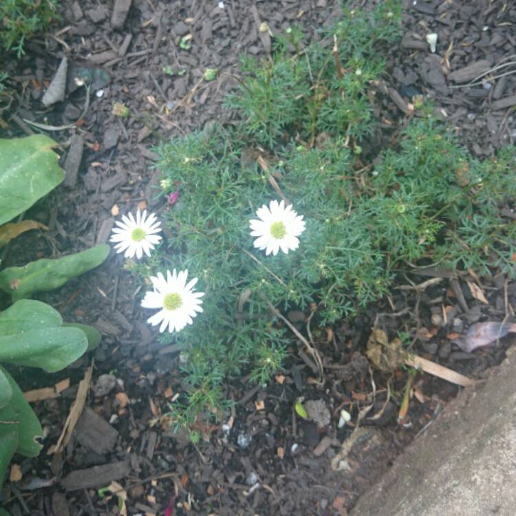 Plant image Brachyscome multifida