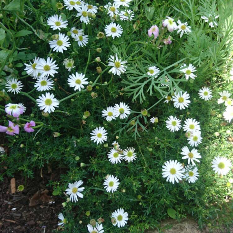 plant image 589023