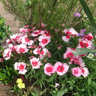 Dianthus chinensis 'Super Parfait Red Peppermint'