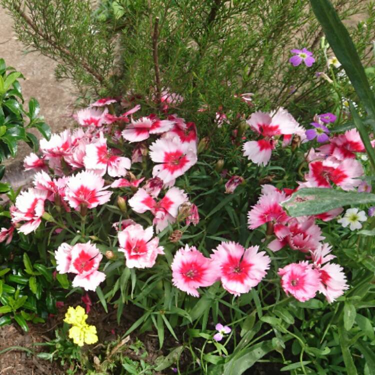 Plant image Dianthus chinensis 'Super Parfait Red Peppermint'