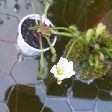 Venus Fly Trap