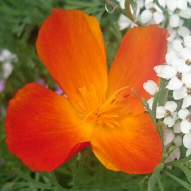 Eschscholzia californica