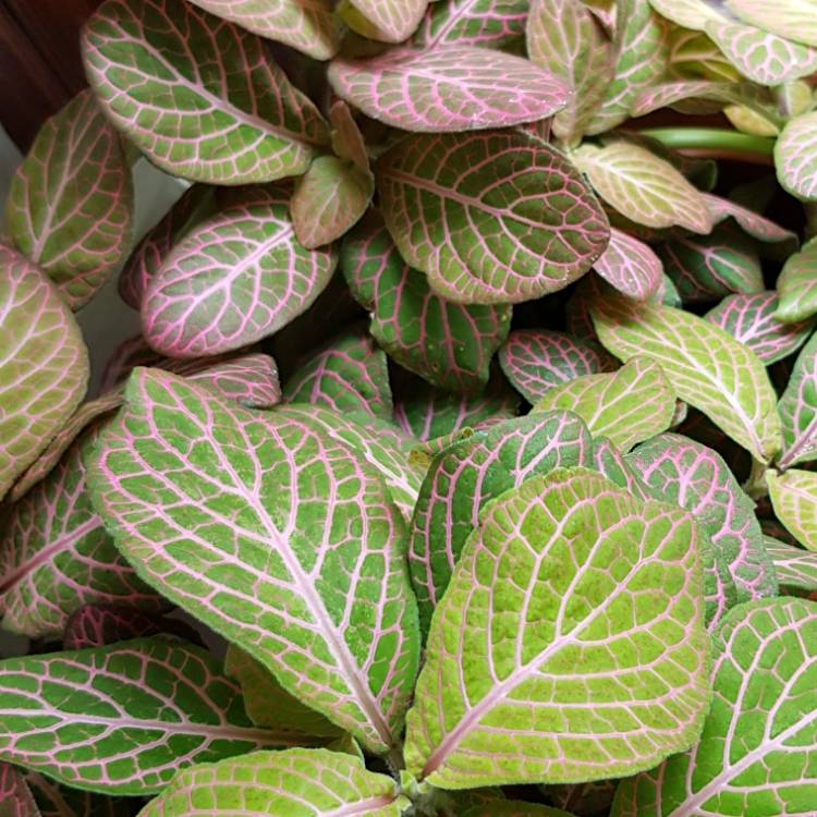 Plant image Fittonia Verschaffeltii 'Pink Angel'