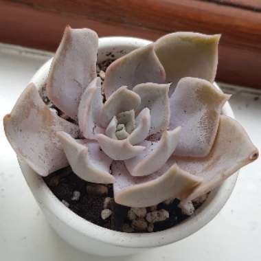 Echeveria 'Canadian'