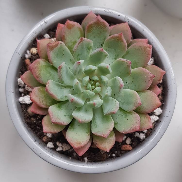 plant image 853437