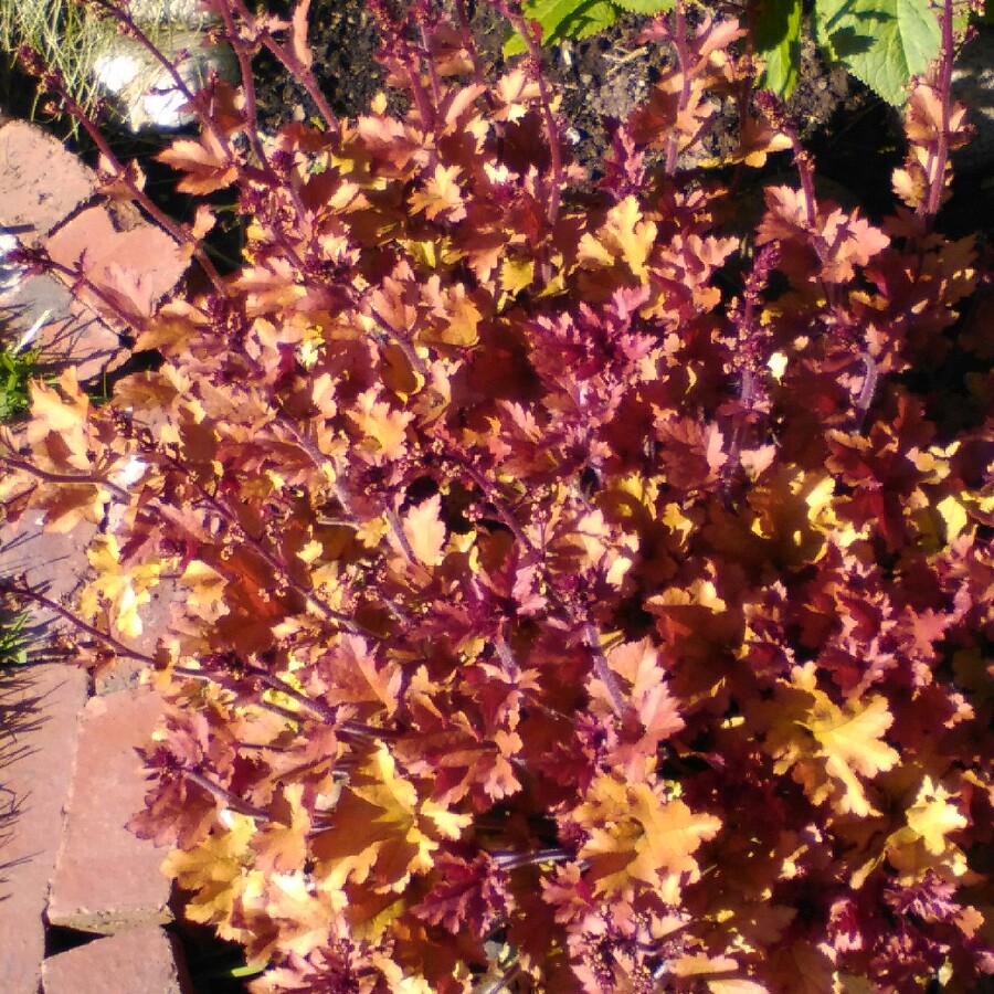 Plant image Heuchera 'Raspberry Ripple'