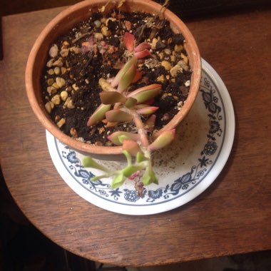 Sherri's garden