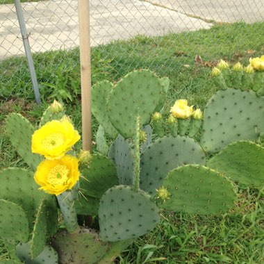 Sherri's garden