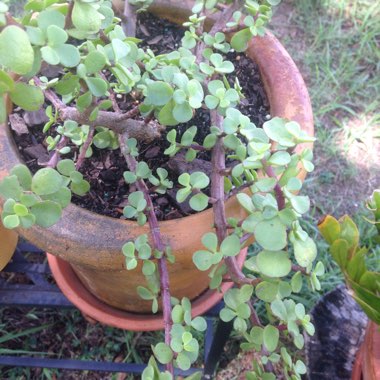 Sherri's garden