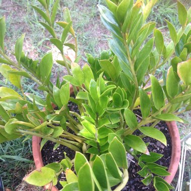 Sherri's garden