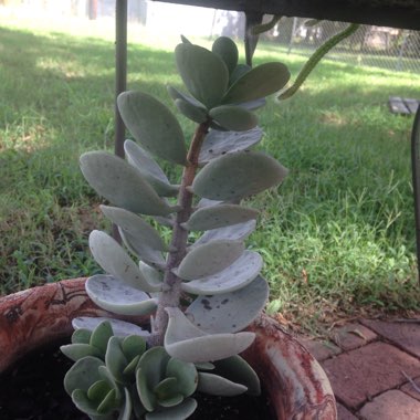 Sherri's garden
