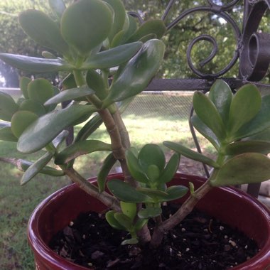 Sherri's garden