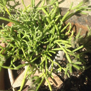 Sherri's garden