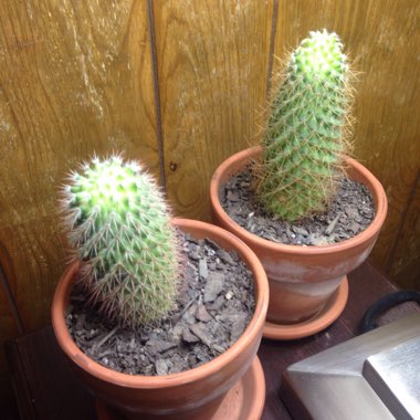 Sherri's garden
