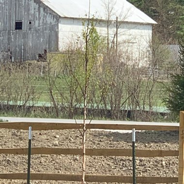 Heritage river birch