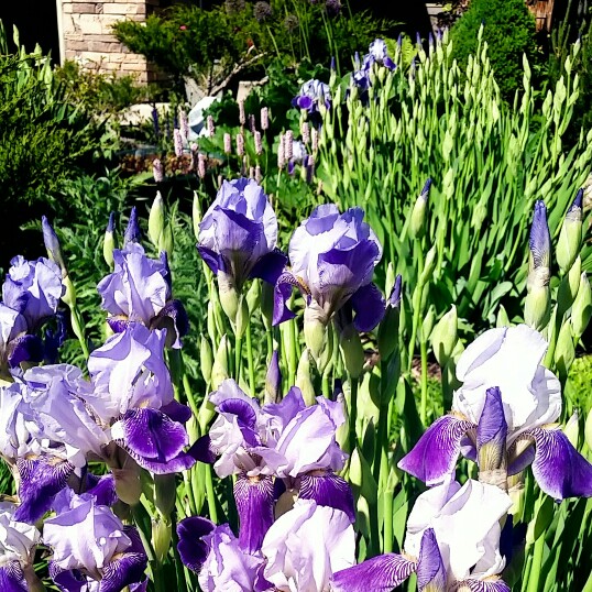 Plant image Iris sibirica 'Blue Reverie'