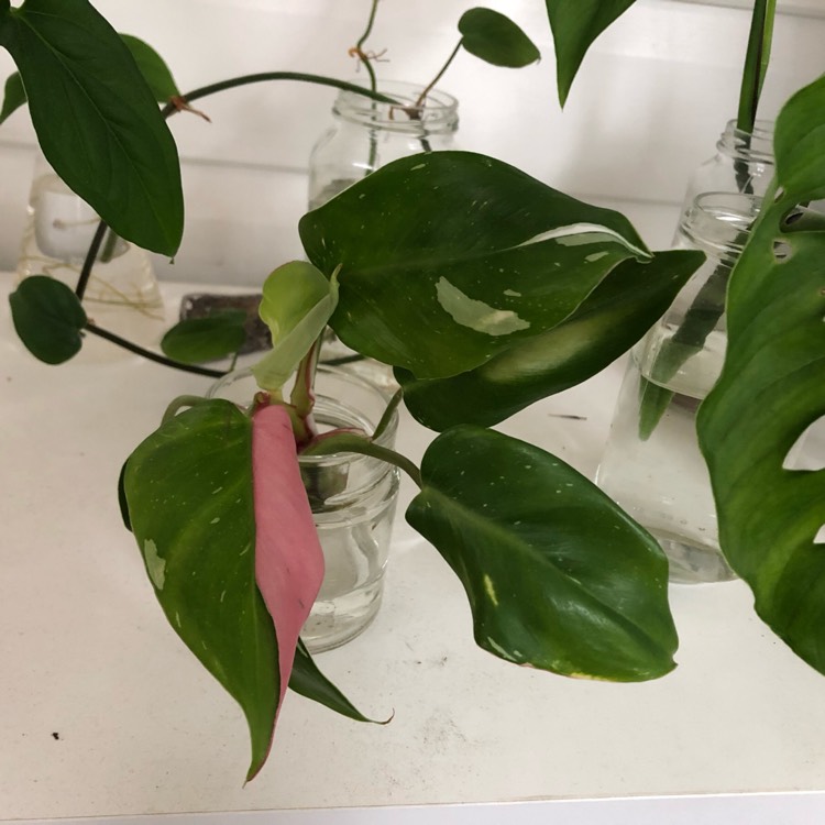 Plant image Philodendron 'White Princess'