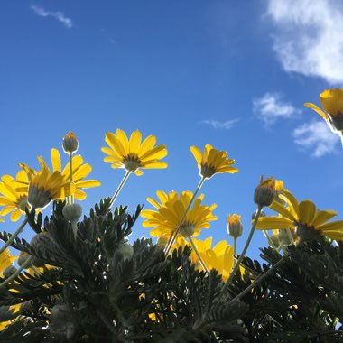 Euryops pectinatus 'Silver Star'