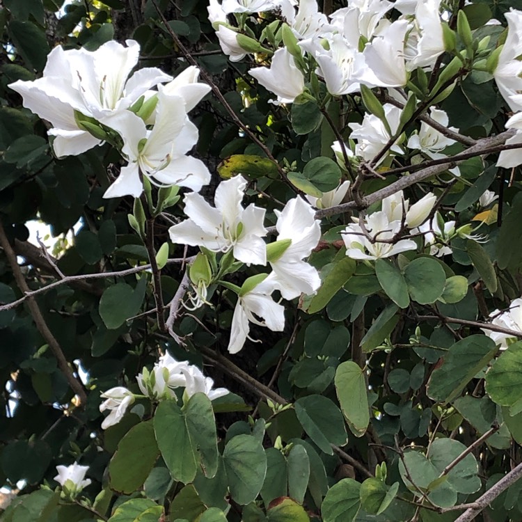 Plant image Bauhinia forficata