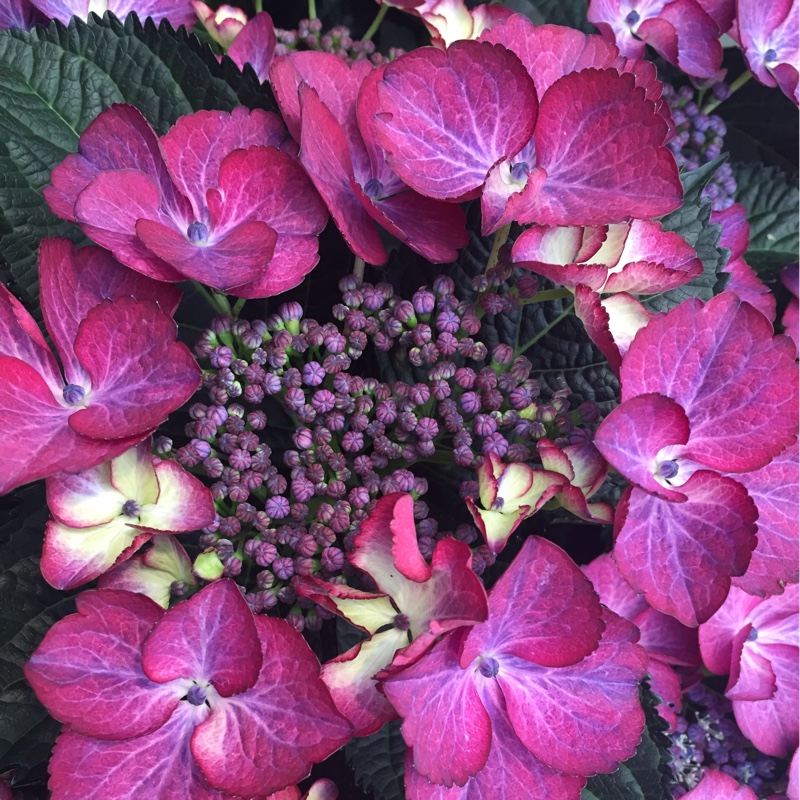 plant image 141704