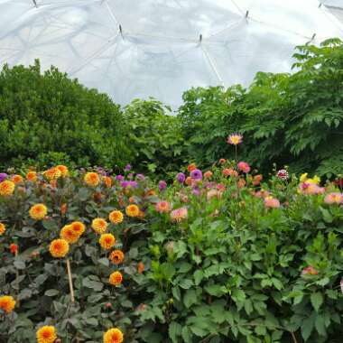 kerry's garden