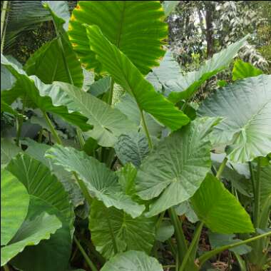 kerry's garden