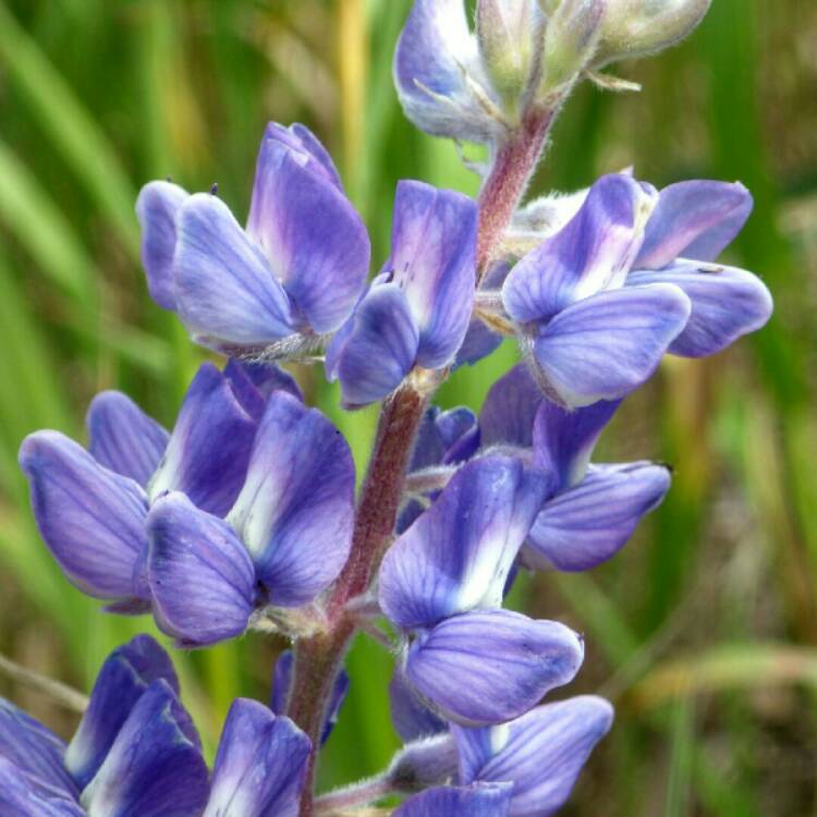 Plant image Lupinus argenteus