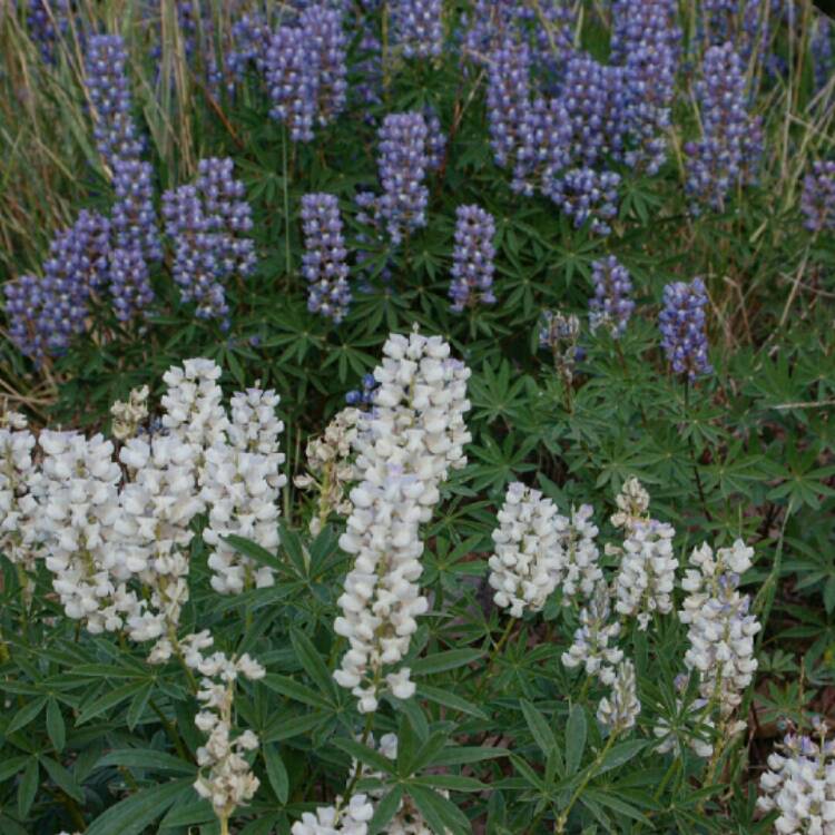 Plant image Lupinus argenteus