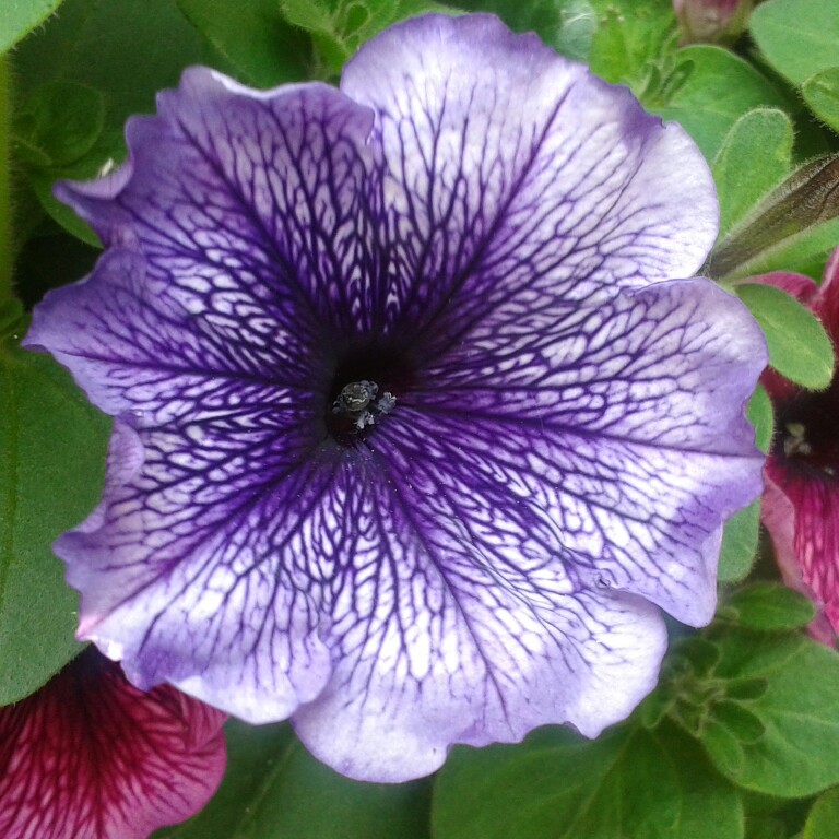 Trailing Petunia 'Heavenly Blue'
