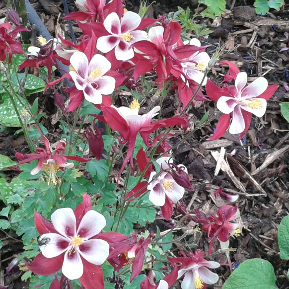 Columbine 'McKana Giant'