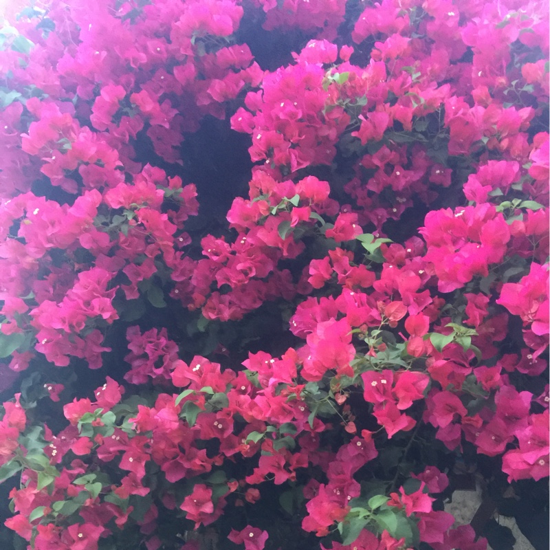 Bougainvillea