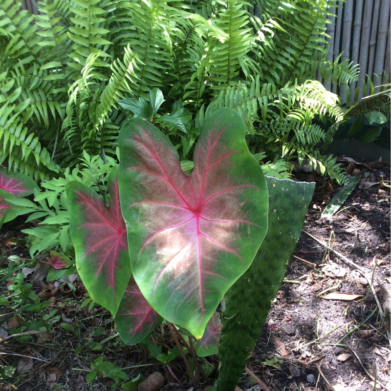 Plant image Caladium hortulanum 'Pink Cloud'