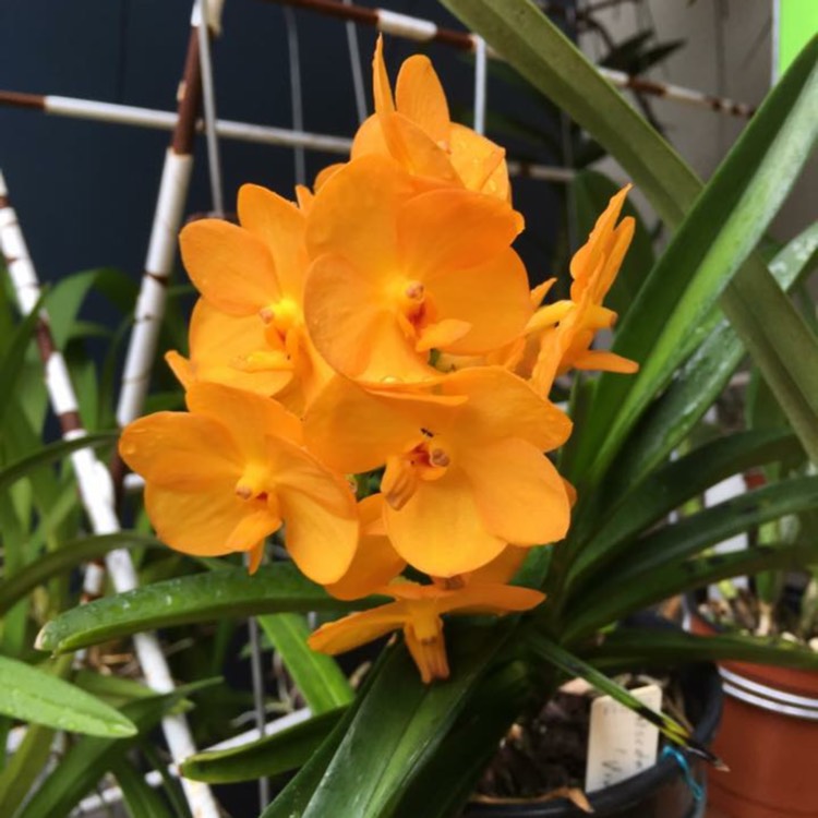 plant image 523542