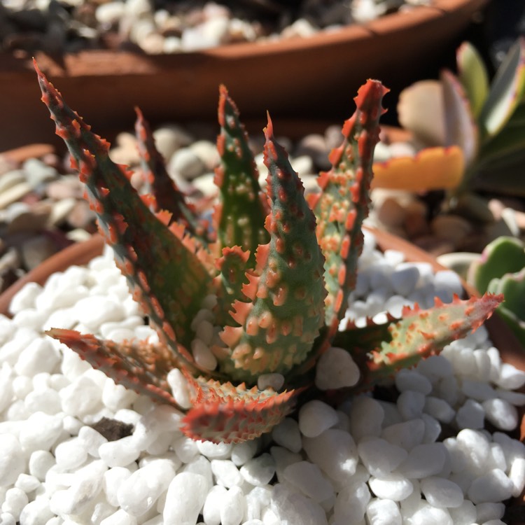 plant image 523709
