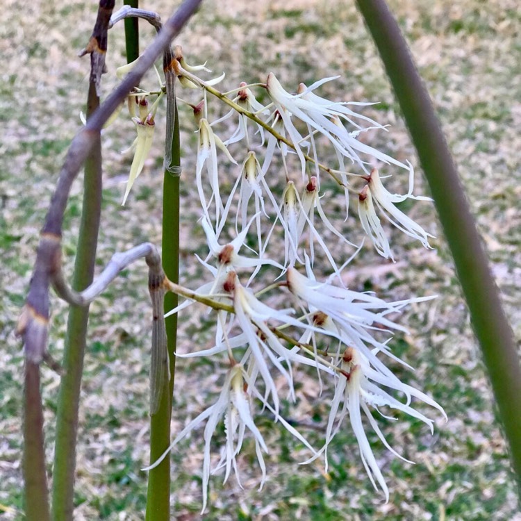 Plant image Dendrobium teretifolium