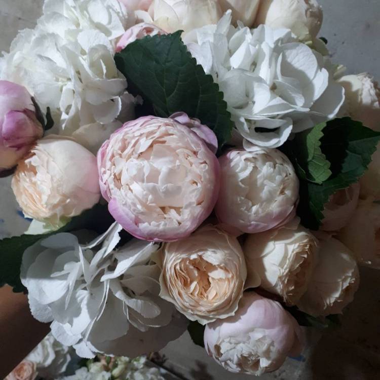 Plant image Paeonia lactiflora 'Hermione'