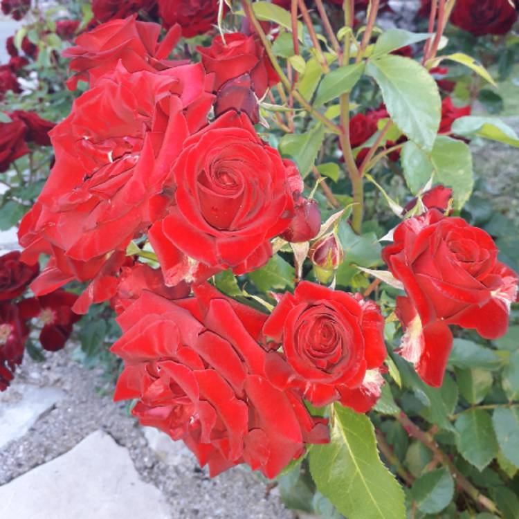 plant image 822033
