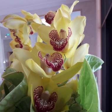 Boat Orchid
