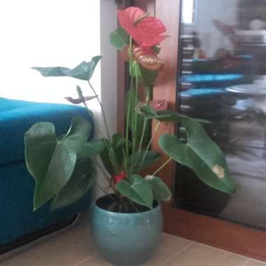 Flamingo Flower 'Princess Ariane Pride'