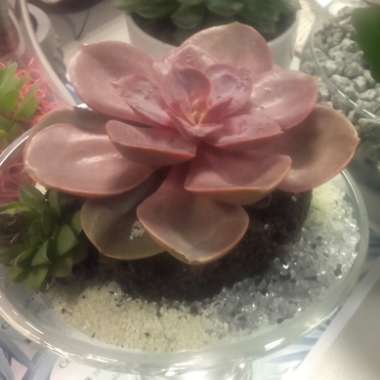 Graptoveria