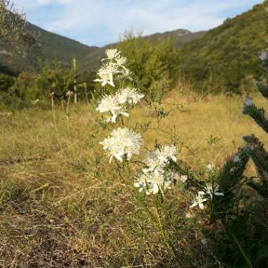 Jelena's garden