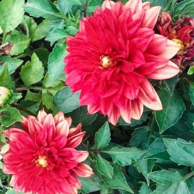 Jelena's garden