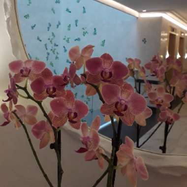 Orchid