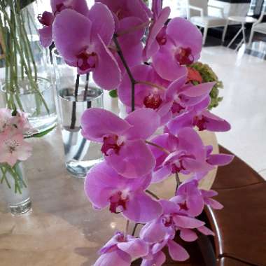 Boat Orchid