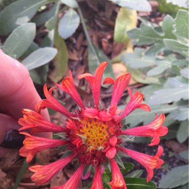 Gaillardia