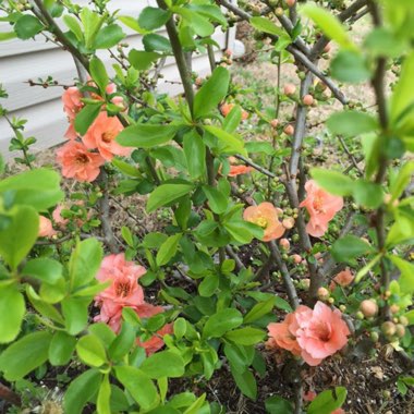 Chaenomeles japonica