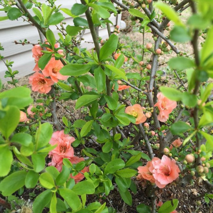 plant image 304772