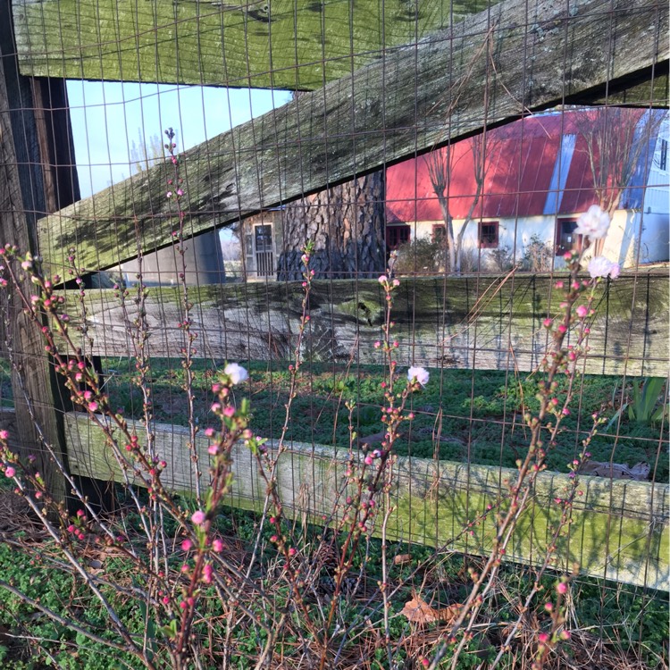 Plant image Prunus triloba