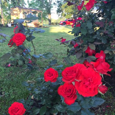 Rosa (Floribunda)